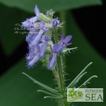 Salvia jurisicii