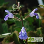 Salvia aucheri