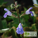 Salvia aucheri