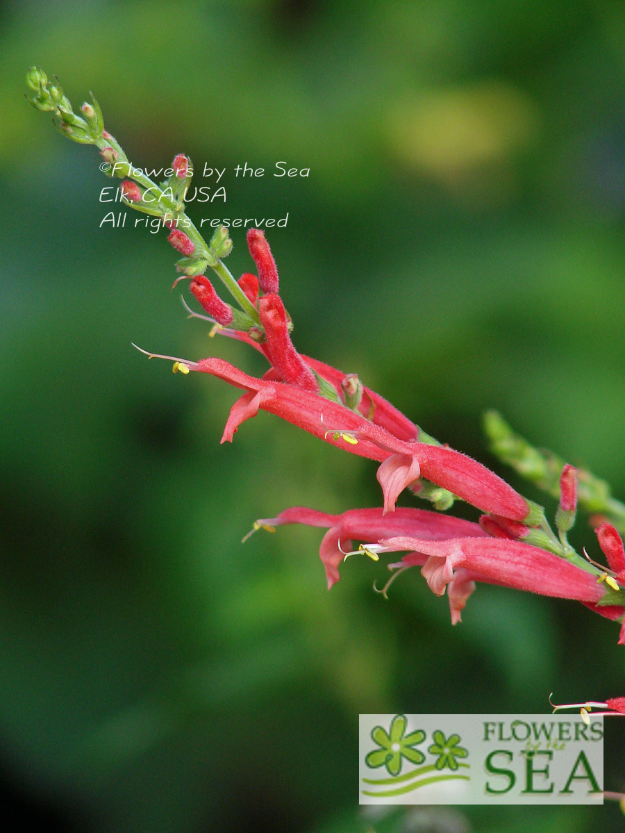 Salvia elegans 'Freida Dixon'