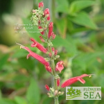 Salvia elegans 'Freida Dixon'