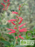 Salvia elegans 'Freida Dixon'