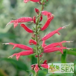 Salvia elegans 'Freida Dixon'