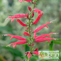 Salvia elegans 'Freida Dixon'