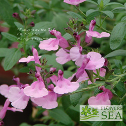 Salvia x 'Elk Bella Rosa'