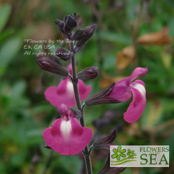 Salvia x 'Elk Plum Parfait'