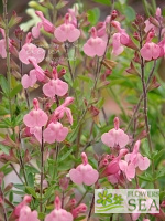 Salvia x 'Elk Twilight's Rosy Glow'