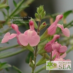Salvia x 'Elk Twilight's Rosy Glow'