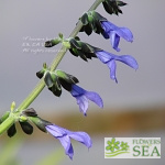 Salvia mexicana 'Huntington Garden Form'