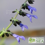 Salvia mexicana 'Huntington Garden Form'