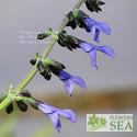 Salvia mexicana 'Huntington Garden Form'