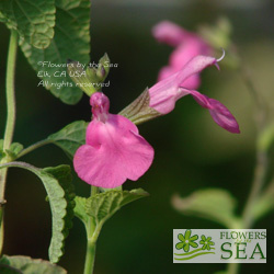 Salvia microphylla 'Rosie O' Grady'