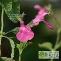 Salvia microphylla 'Rosie O' Grady'