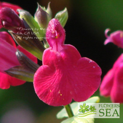 Salvia microphylla 'Killer Cranberry'