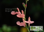 Salvia x jamensis 'Dyson's Orangy Pink'