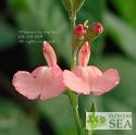 Salvia x jamensis 'Dyson's Orangy Pink'