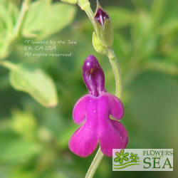 Salvia greggii 'Navajo Purple'