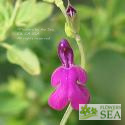 Salvia greggii 'Navajo Purple'