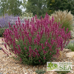 Agastache cana 'Sinning'