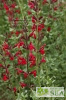 Salvia Windwalker® Royal Red