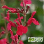 Salvia x 'Elk Crimson Spires'