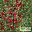 Salvia WINDWALKER® Desert Rose