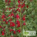 Salvia x 'Elk Orange Spires'