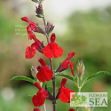 Salvia greggii 'Radio Red'