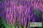 Salvia nemorosa 'Burgundy Candles'