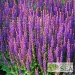 Salvia nemorosa 'Burgundy Candles'