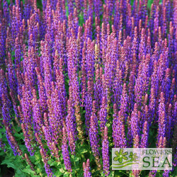 Salvia nemorosa 'Burgundy Candles'