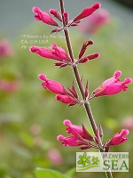 Salvia pulchella x involucrata