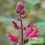 Salvia pulchella x involucrata