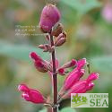 Salvia pulchella x involucrata