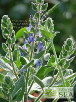 Salvia atropatana