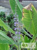 Salvia atropatana