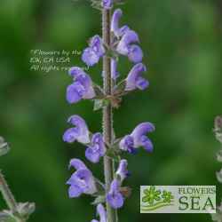 Salvia atropatana