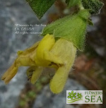 Salvia campanulata 'CC#7706'