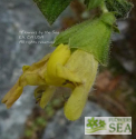 Salvia campanulata 'CC#7706'