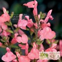 Salvia microphylla 'Heatwave Blast'