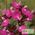 Salvia microphylla 'Heatwave Sparkle'