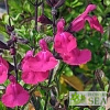 Salvia microphylla 'Heatwave Brilliance'