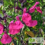 Salvia microphylla 'Heatwave Brilliance'