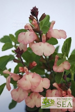 Salvia microphylla 'Heatwave Glow'