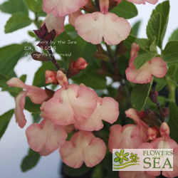 Salvia microphylla 'Heatwave Glow'