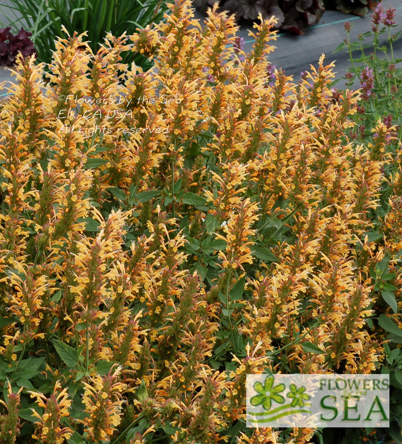 Agastache x 'Kudos Yellow' Kudos Yellow Anise Hyssop