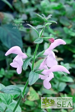 Salvia patens 'Pink Ice'