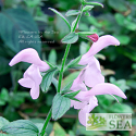 Salvia patens 'Pink Ice'