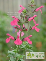 Salvia x 'Alegria Light Pink'