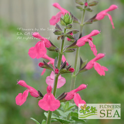 Salvia x 'Alegria Light Pink'